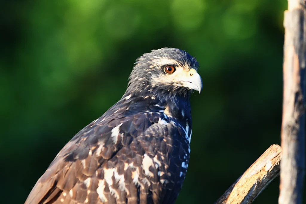 Common Black Hawk