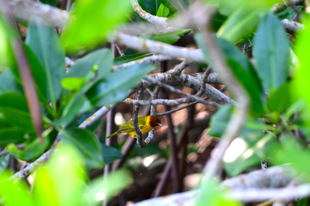 Mangrove Yellow Warbler