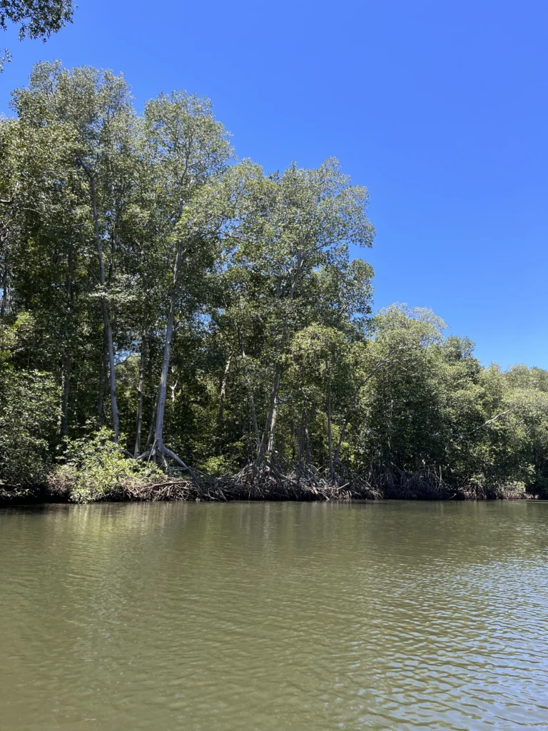 Mangrove trees along a still channel at Las Lisas on the Pacific coast of Guatemala