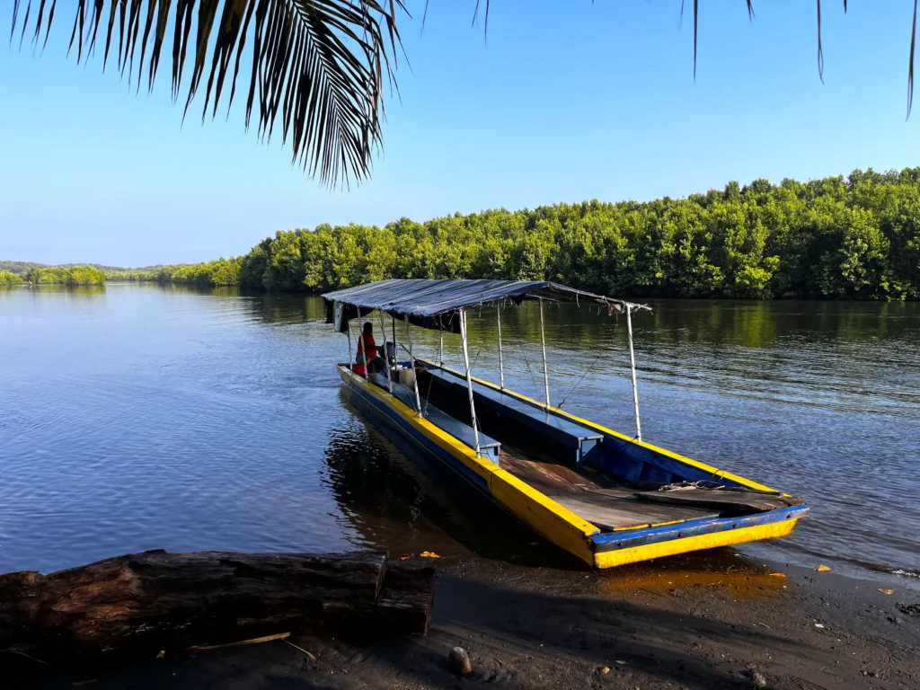 Mangrove tour