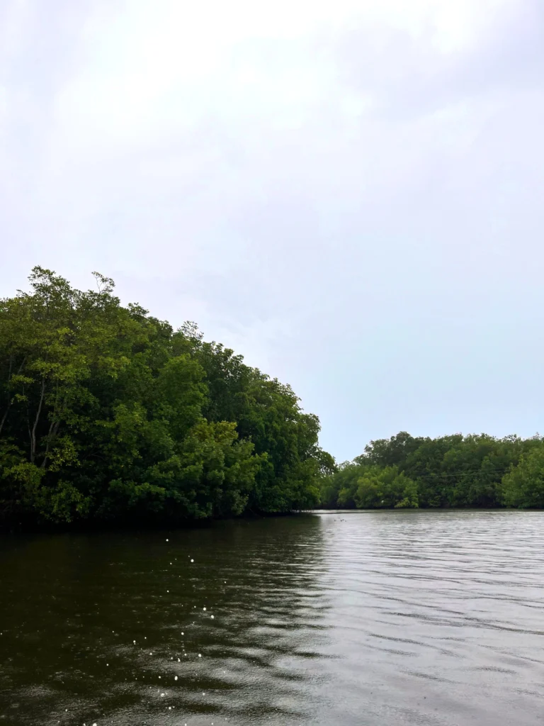 Mangrove