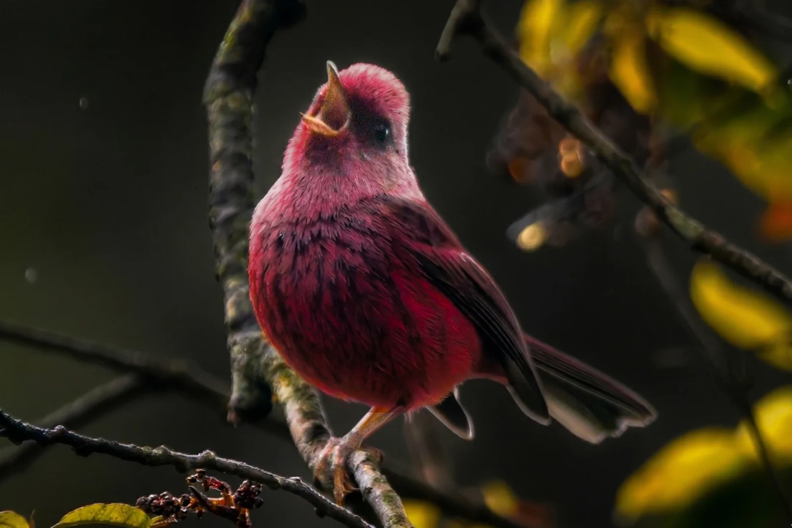 Pink-headed Warbler: the bird that lives only in Guatemala and Chiapas