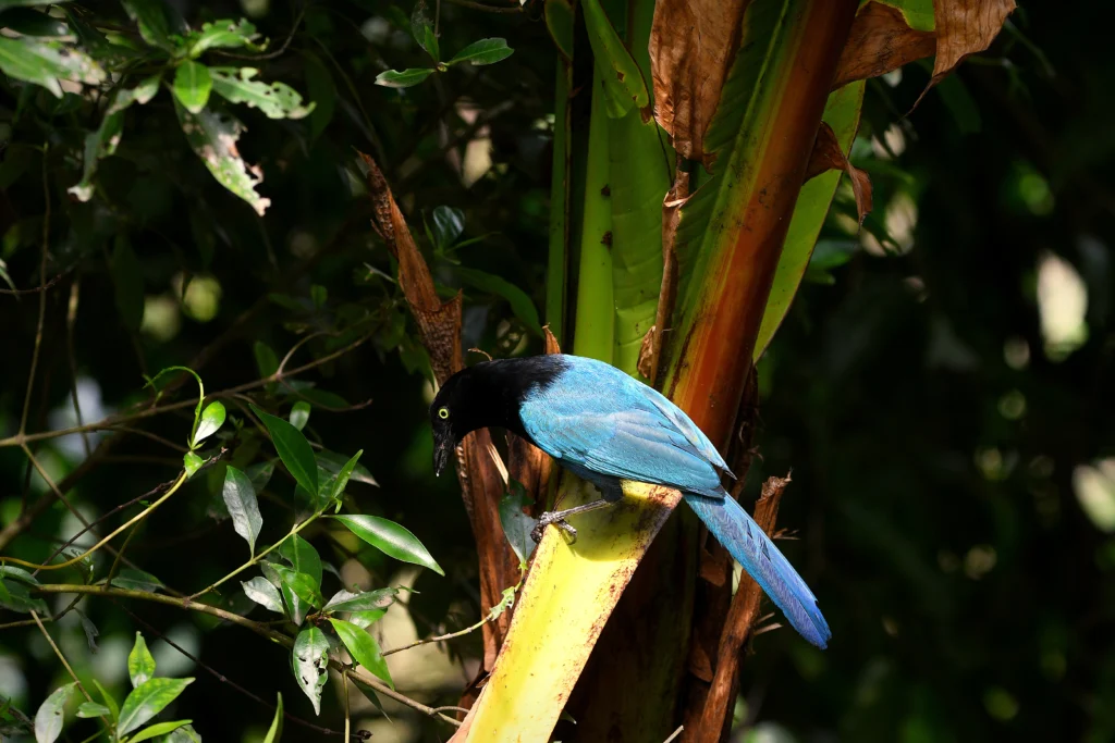 Finca El Tambor