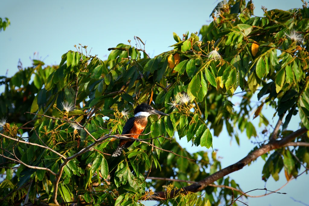 Ringed Kingfisher