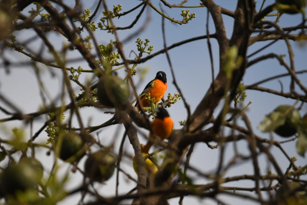 Arboretum & Ixchel