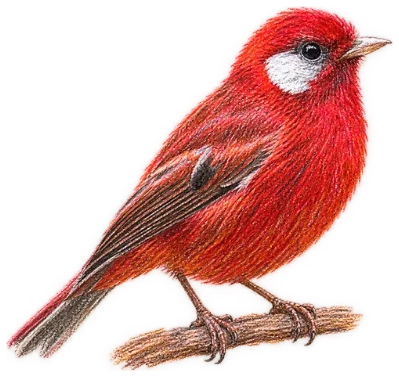 Drawing of a Red Warbler, deep red plumage with a white cheek patch