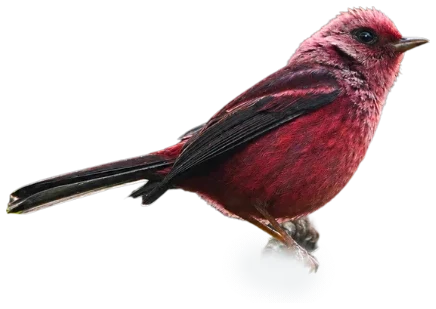 Pink-headed Warbler seen in profile, pink plumage and dark wings
