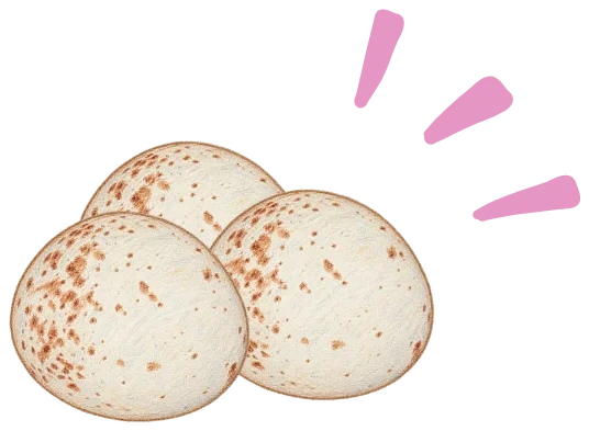 Three Pink-headed Warbler eggs, cream-coloured with reddish speckles