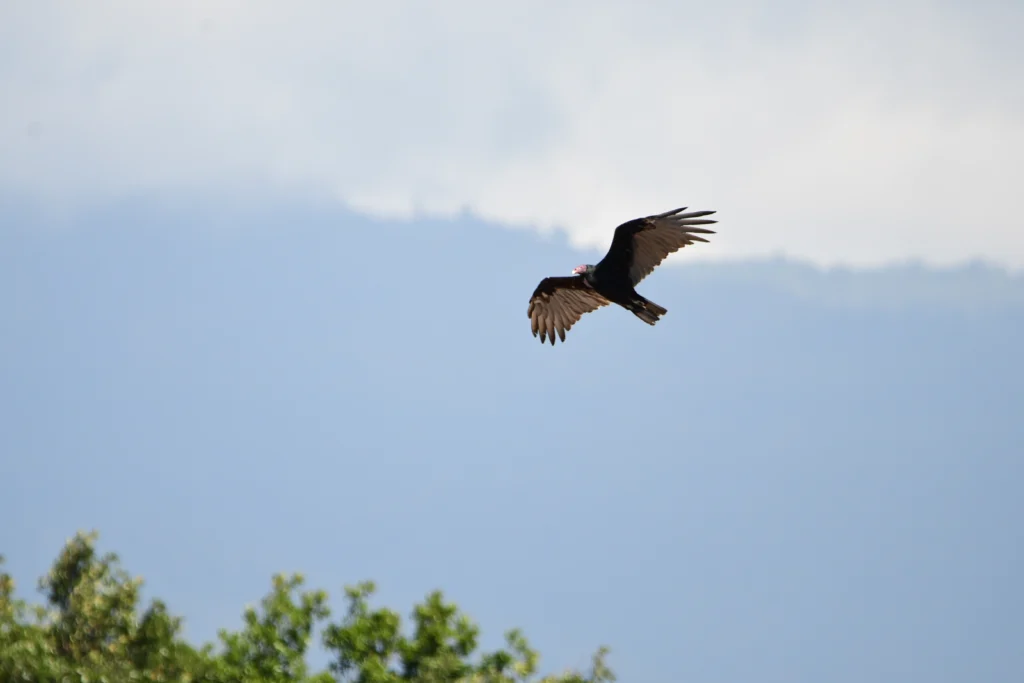 Turkey Vulture in flight over the forest near Hoyo Cimarrón