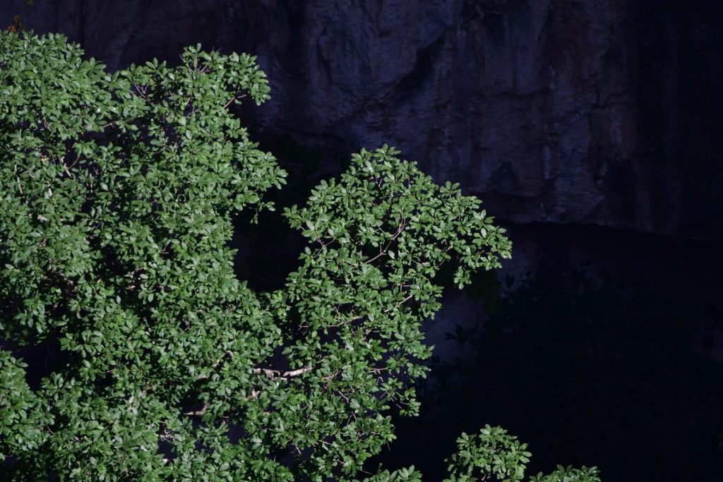 Treetops on the floor of Hoyo Cimarrón, against the shaded limestone wall