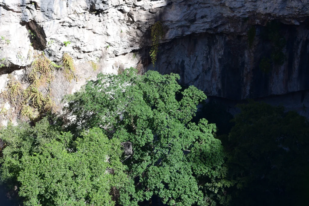 Dense canopy on the floor of Hoyo Cimarrón, at the foot of a limestone overhang