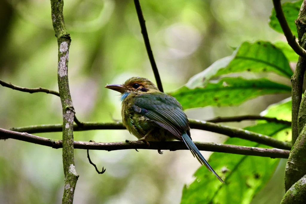Motmot à gorge bleue posé sur une branche dans la forêt de la Finca San Rafael de las Hortensias