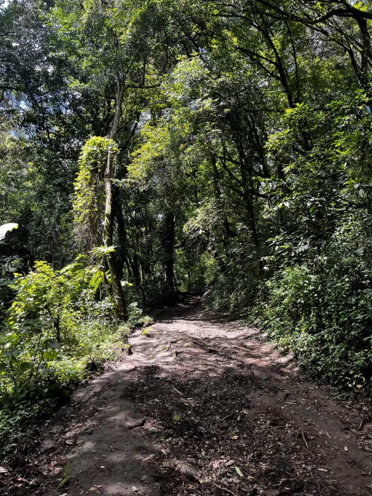 A forest trail at Finca San Rafael de las Hortensias, Cerro Alux
