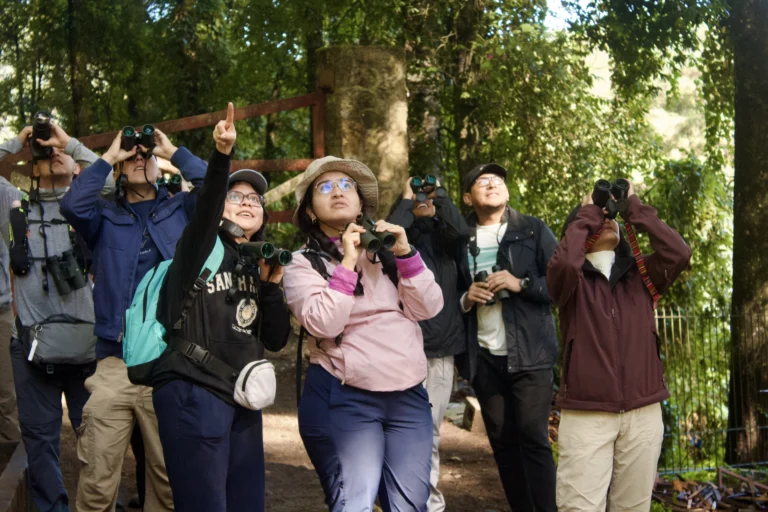 A group of birdwatchers looking up with binoculars on a forest trail